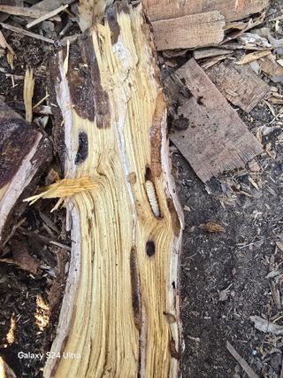 소병찬님의 기타작물 · 영농일지 작성글 사진