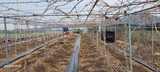 조상연님의 기타작물 · 영농일지 작성글 사진