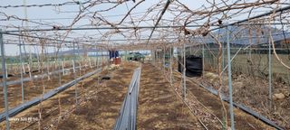 조상연님의 기타작물 · 영농일지 작성글 사진