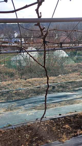 주윤발이님의 포도 · 영농일지 작성글 사진