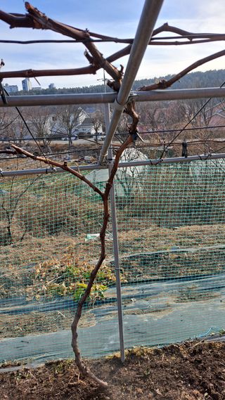 주윤발이님의 포도 · 영농일지 작성글 사진