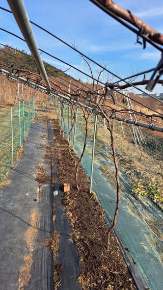 주윤발이님의 포도 · 영농일지 작성글 사진