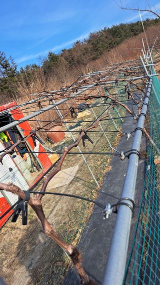 주윤발이님의 포도 · 영농일지 작성글 사진