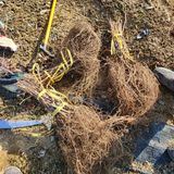 팜모닝 포도·영농일지 게시글 이미지