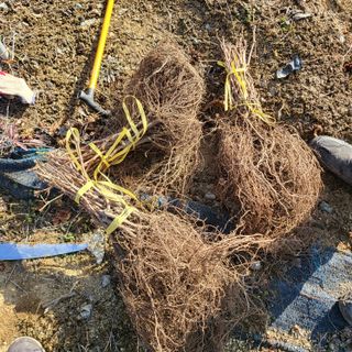 오케바리(옥경종)님의 포도 · 영농일지 작성글 사진