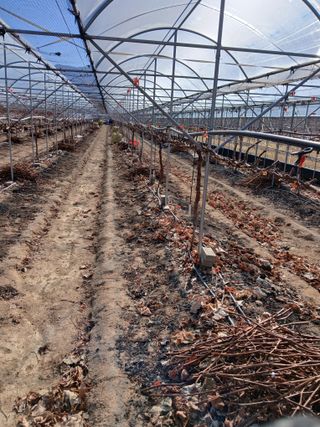 백년농원님의 기타작물 · 영농일지 작성글 사진