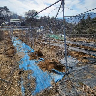 오케바리(옥경종)님의 포도 · 영농일지 작성글 사진