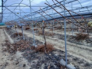 백년농원님의 기타작물 · 영농일지 작성글 사진