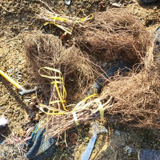 오케바리(옥경종)님의 포도 · 영농일지 작성글 사진