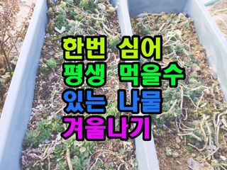 꿈꾸는텃밭님의 기타작물 · 영농일지 작성글 사진