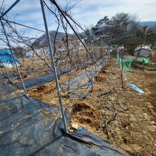 오케바리(옥경종)님의 포도 · 영농일지 작성글 사진