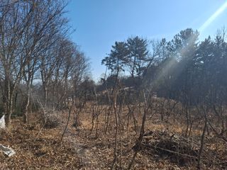 수기님의 두릅 · 영농일지 작성글 사진