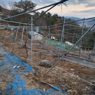 오케바리(옥경종)님의 포도 · 영농일지 작성글 사진