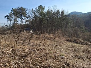 수기님의 두릅 · 영농일지 작성글 사진