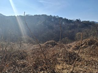 수기님의 두릅 · 영농일지 작성글 사진