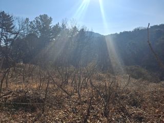 수기님의 두릅 · 영농일지 작성글 사진