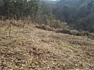 수기님의 두릅 · 영농일지 작성글 사진