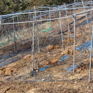 오케바리(옥경종)님의 포도 · 영농일지 작성글 사진