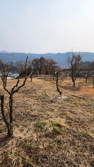 현길01021982님의 기타작물 · 영농일지 작성글 사진