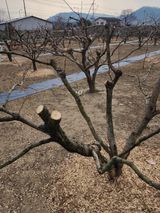 팜모닝 기타작물·영농일지 게시글 이미지