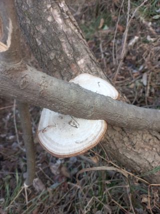 감11177님의 기타작물 · 영농일지 작성글 사진