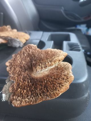 감11177님의 기타작물 · 영농일지 작성글 사진