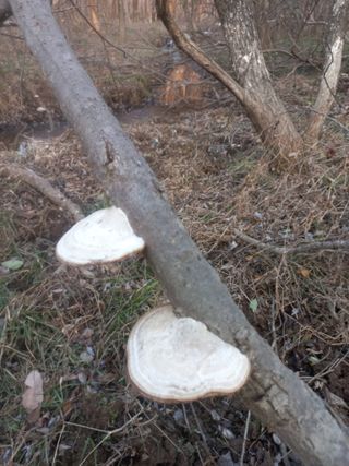 감11177님의 기타작물 · 영농일지 작성글 사진