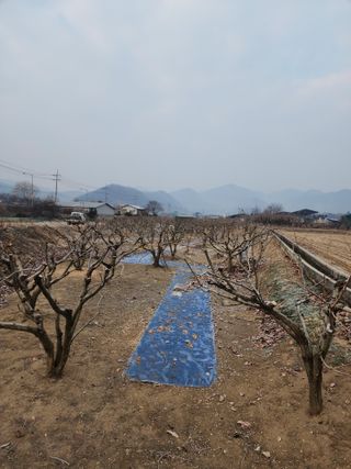 대운농원님의 기타작물 · 영농일지 작성글 사진