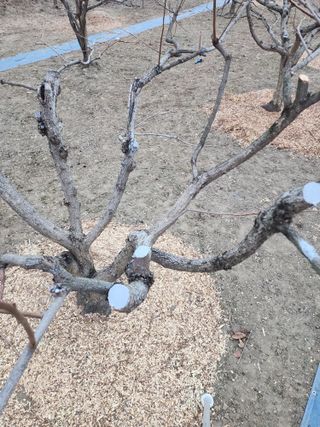 대운농원님의 기타작물 · 영농일지 작성글 사진