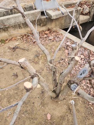 대운농원님의 기타작물 · 영농일지 작성글 사진