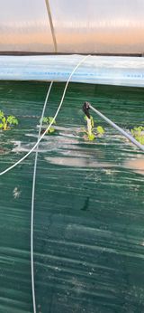 팜모닝 기타작물·영농일지 게시글 이미지