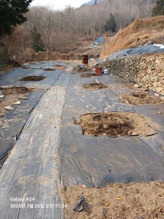 이세순님의 기타작물 · 영농일지 작성글 사진