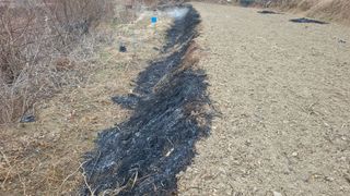 권병국님의 감자 · 영농일지 작성글 사진