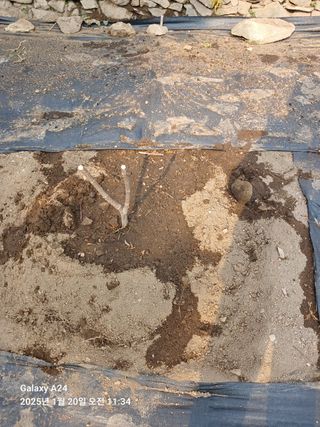 이세순님의 기타작물 · 영농일지 작성글 사진