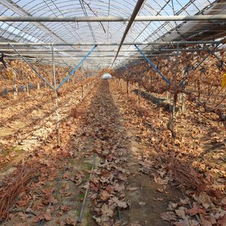 남은현님의 포도 · 영농일지 작성글 사진