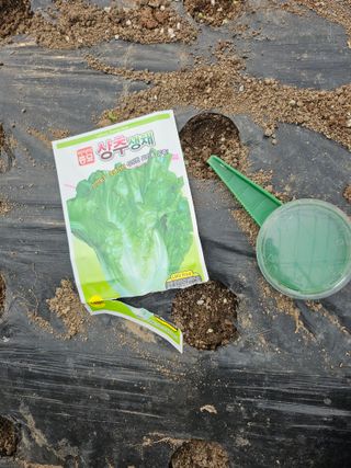 김제일주농장님의 상추 · 영농일지 작성글 사진