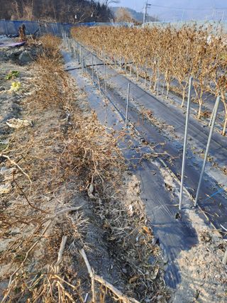 김성문님의 기타작물 · 영농일지 작성글 사진