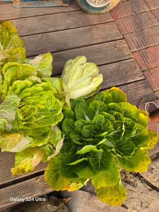 소병찬님의 기타작물 · 영농일지 작성글 사진