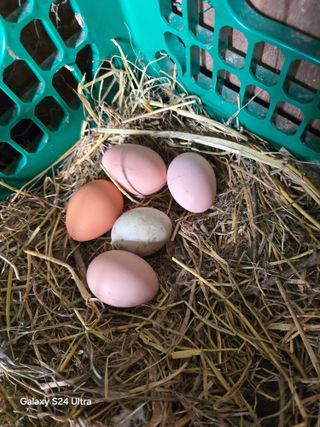 소병찬님의 기타작물 · 영농일지 작성글 사진