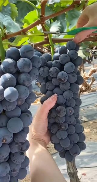 오대원님의 포도 · 영농일지 작성글 사진