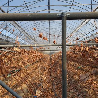 남은현님의 포도 · 영농일지 작성글 사진