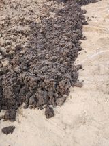 팜모닝 들깨·영농일지 게시글 이미지