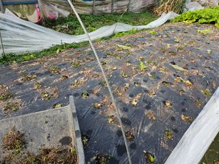 김제일주농장님의 상추 · 영농일지 작성글 사진