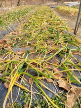 팜모닝 기타작물·영농일지 게시글 이미지