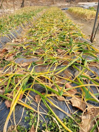 정소망님의 기타작물 · 영농일지 작성글 사진