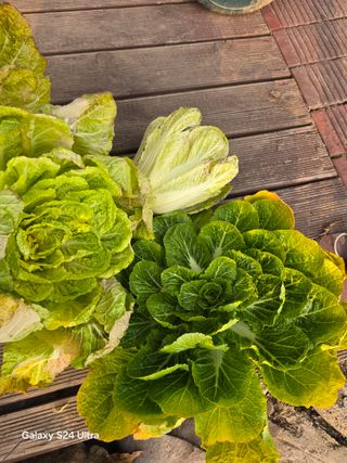 소병찬님의 기타작물 · 영농일지 작성글 사진