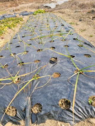 정소망님의 기타작물 · 영농일지 작성글 사진