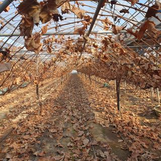 남은현님의 포도 · 영농일지 작성글 사진