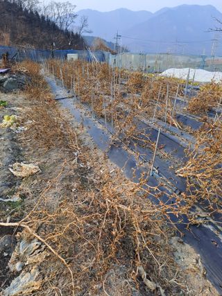 김성문님의 기타작물 · 영농일지 작성글 사진