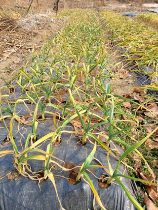 정소망님의 기타작물 · 영농일지 작성글 사진